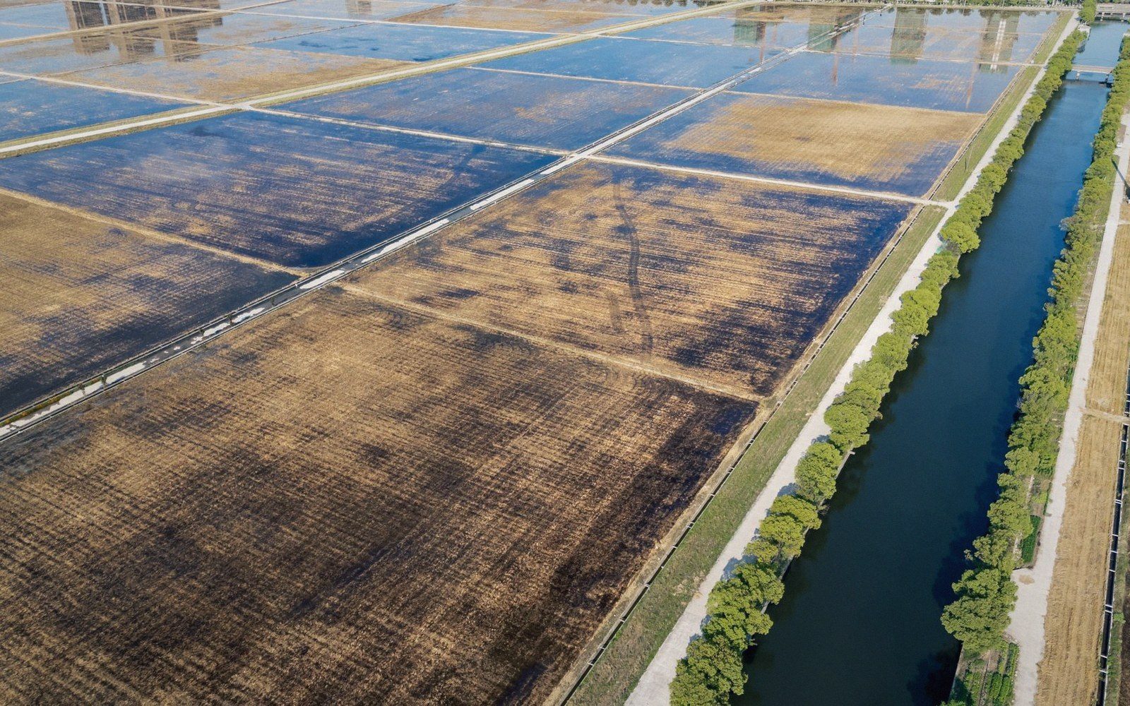 A flooded rice bay with the water's edge dead straight