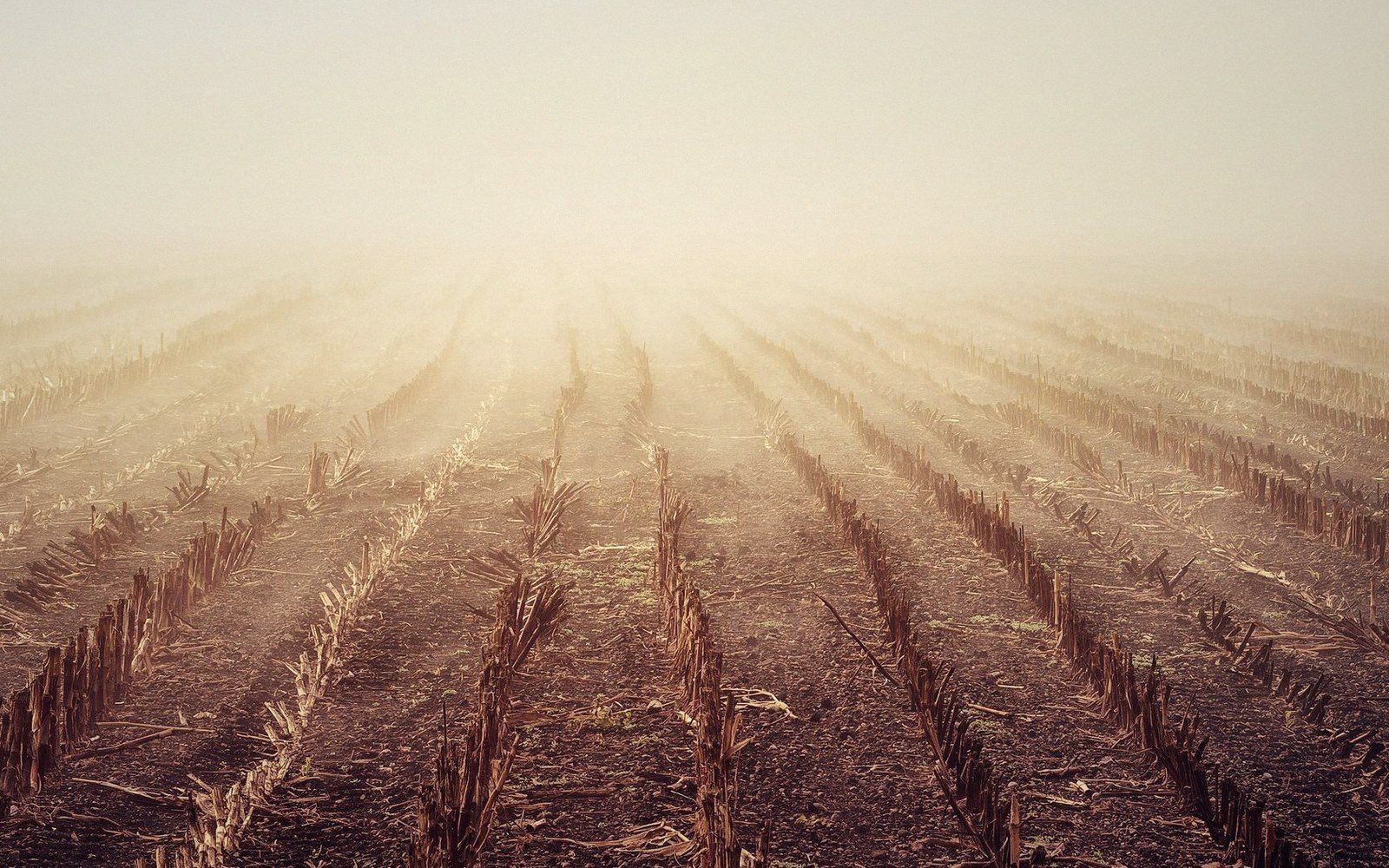 Rows of harvested crop stubble stretch into a misty, sunlit field