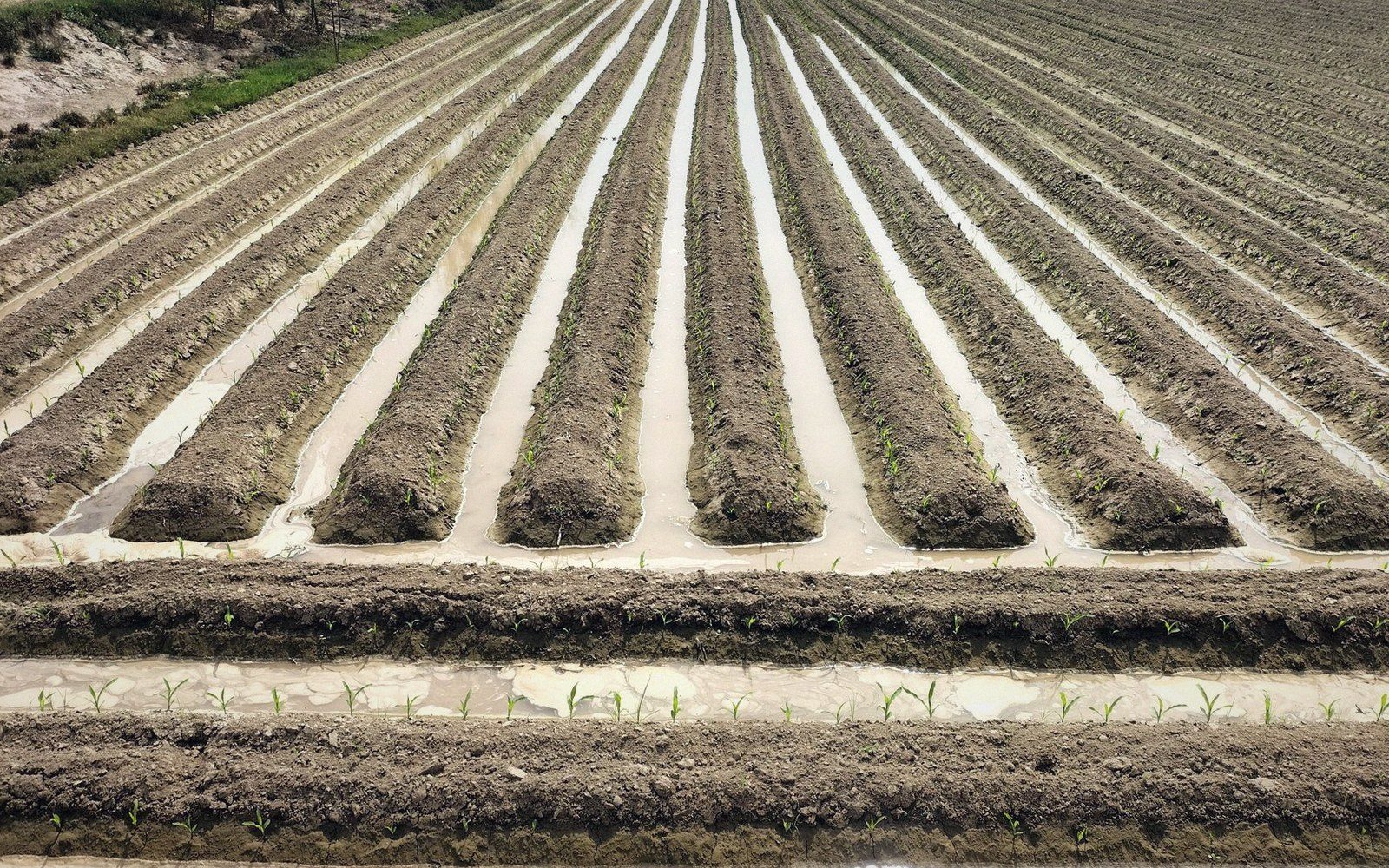 Rows of furrow-irrigated crop seedlings with water running between raised soil ridges