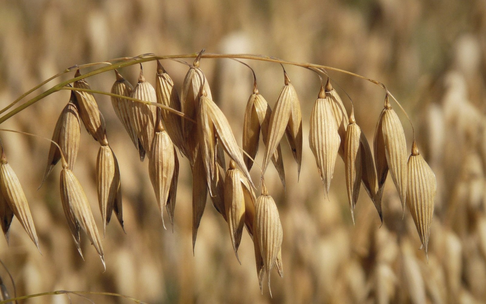 Close-up of ripe oat seed heads hanging from a curved stem in a field