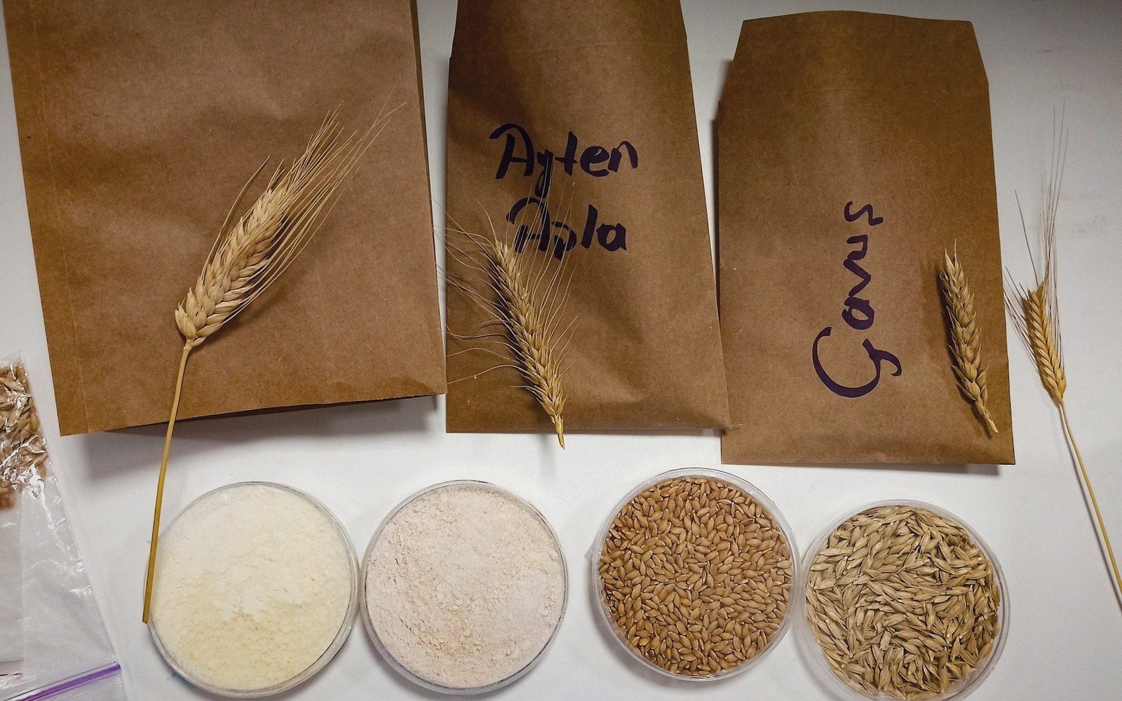 Wheat variety samples labeled in kraft paper bags beside dishes of grain and flour