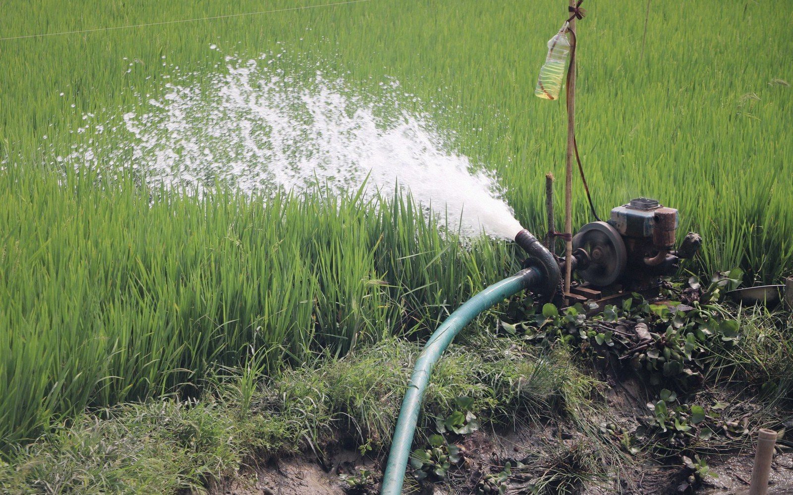 A small diesel pump sprays water across a green rice paddy field