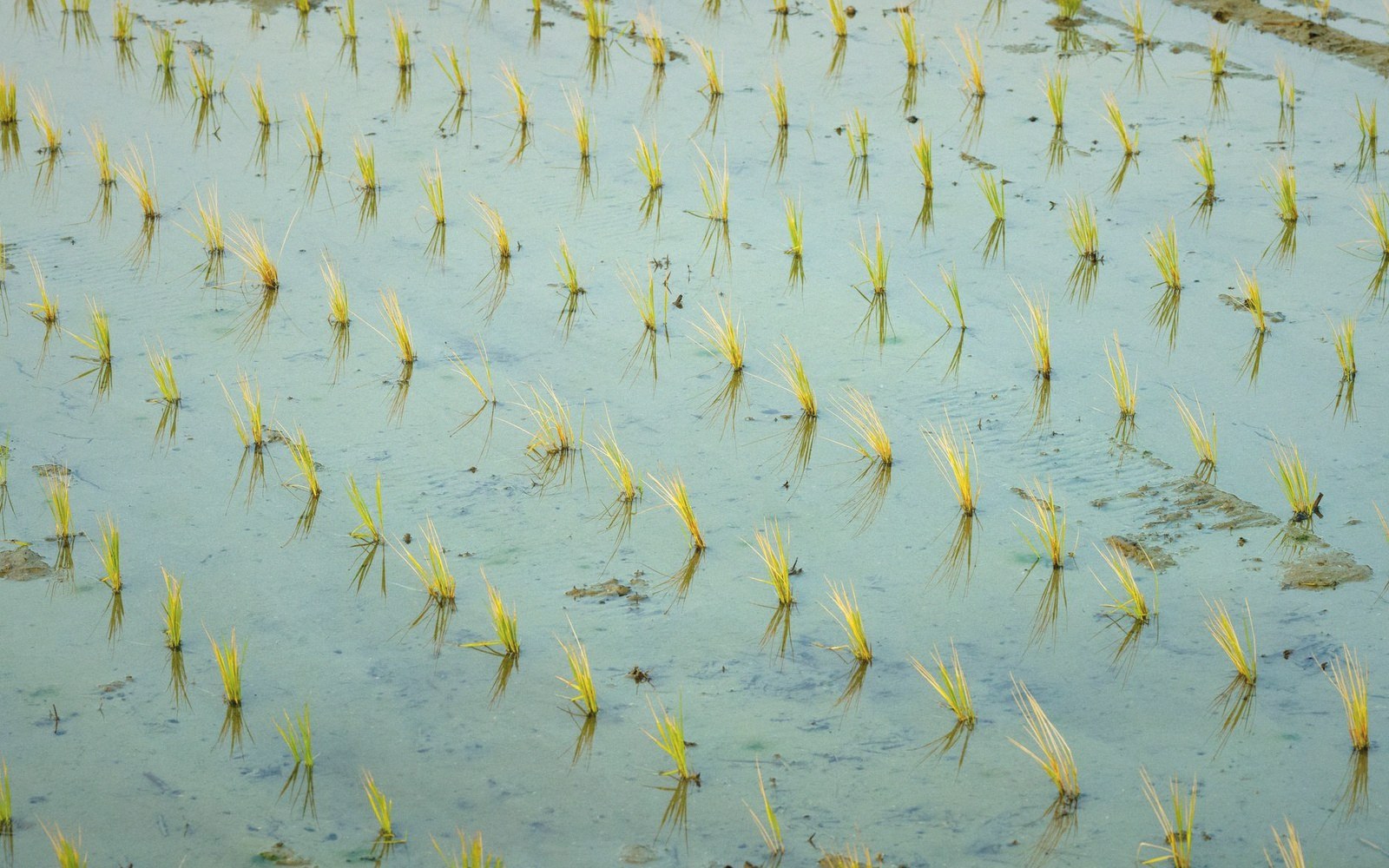 Rows of newly transplanted rice seedlings poking above flooded paddy water