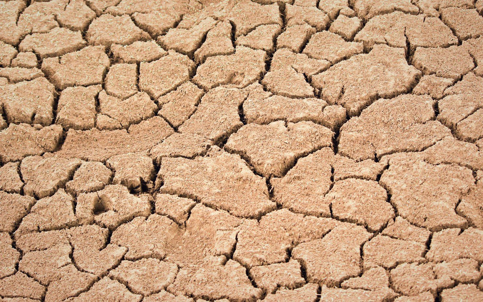 Cracked, dry earth forms an interlocking pattern of jagged plates across parched ground