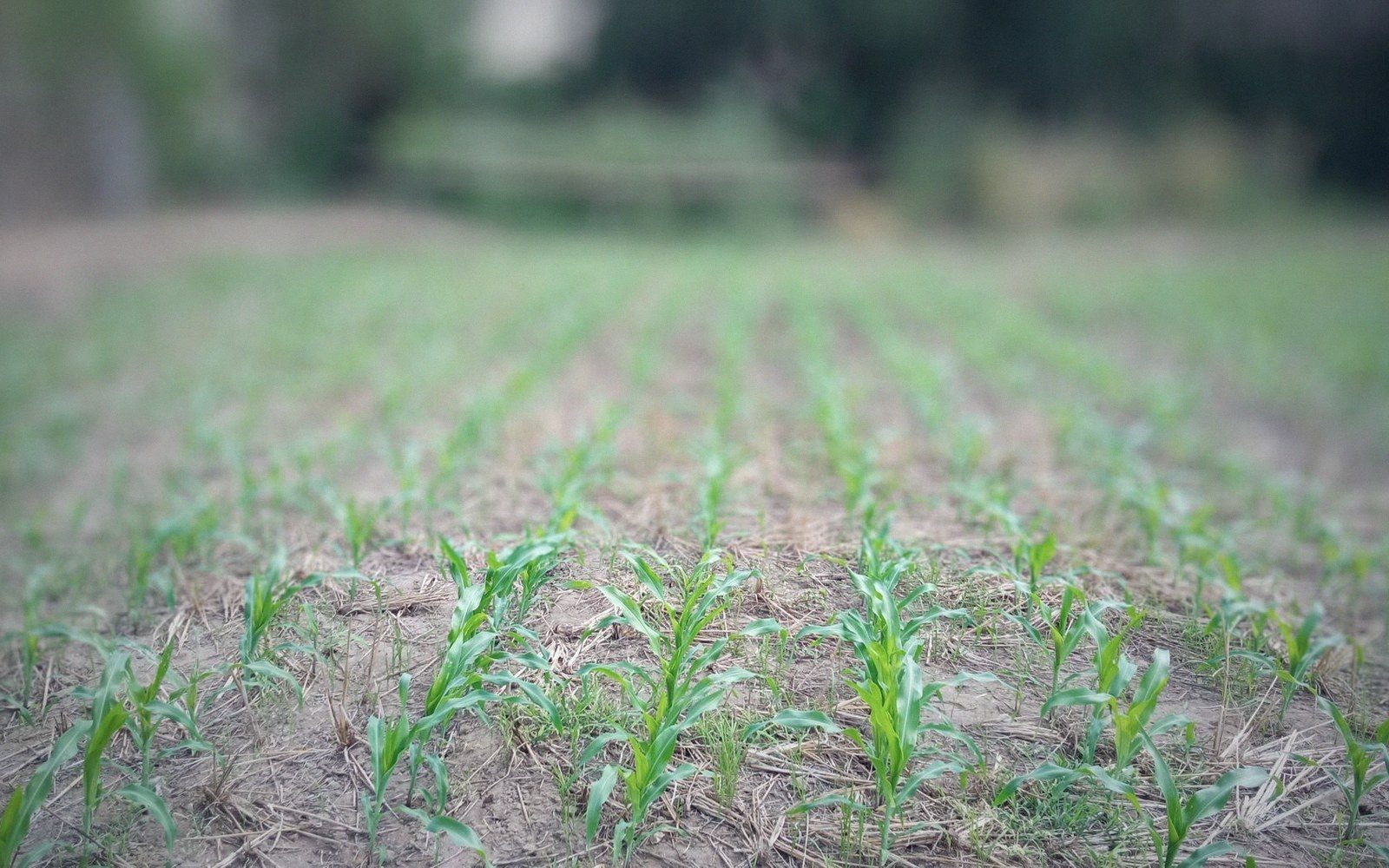 Rows of young corn seedlings emerging from soil in a cultivated field