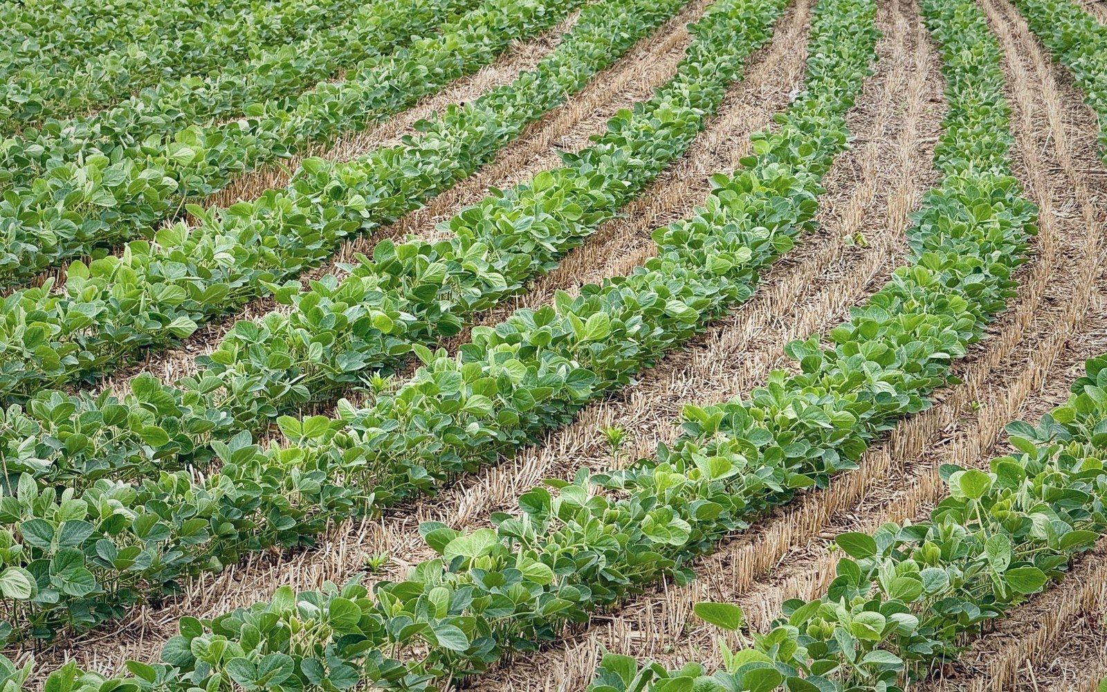 Curved rows of leafy soybean plants growing between strips of straw mulch